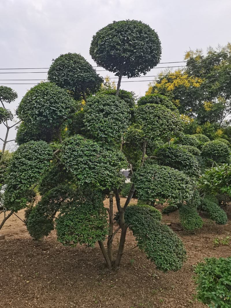 造型树小叶女贞造型树黑松造型树景观庭院绿化苗木