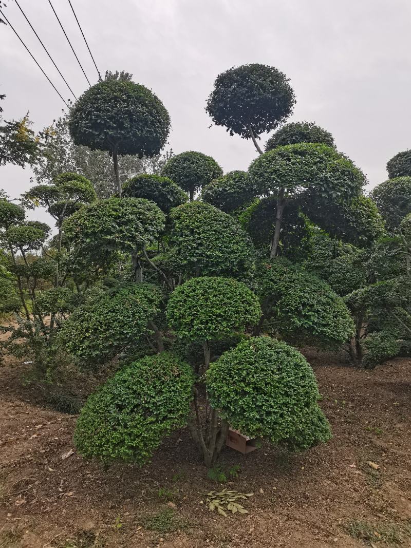 造型树小叶女贞造型树黑松造型树景观庭院绿化苗木
