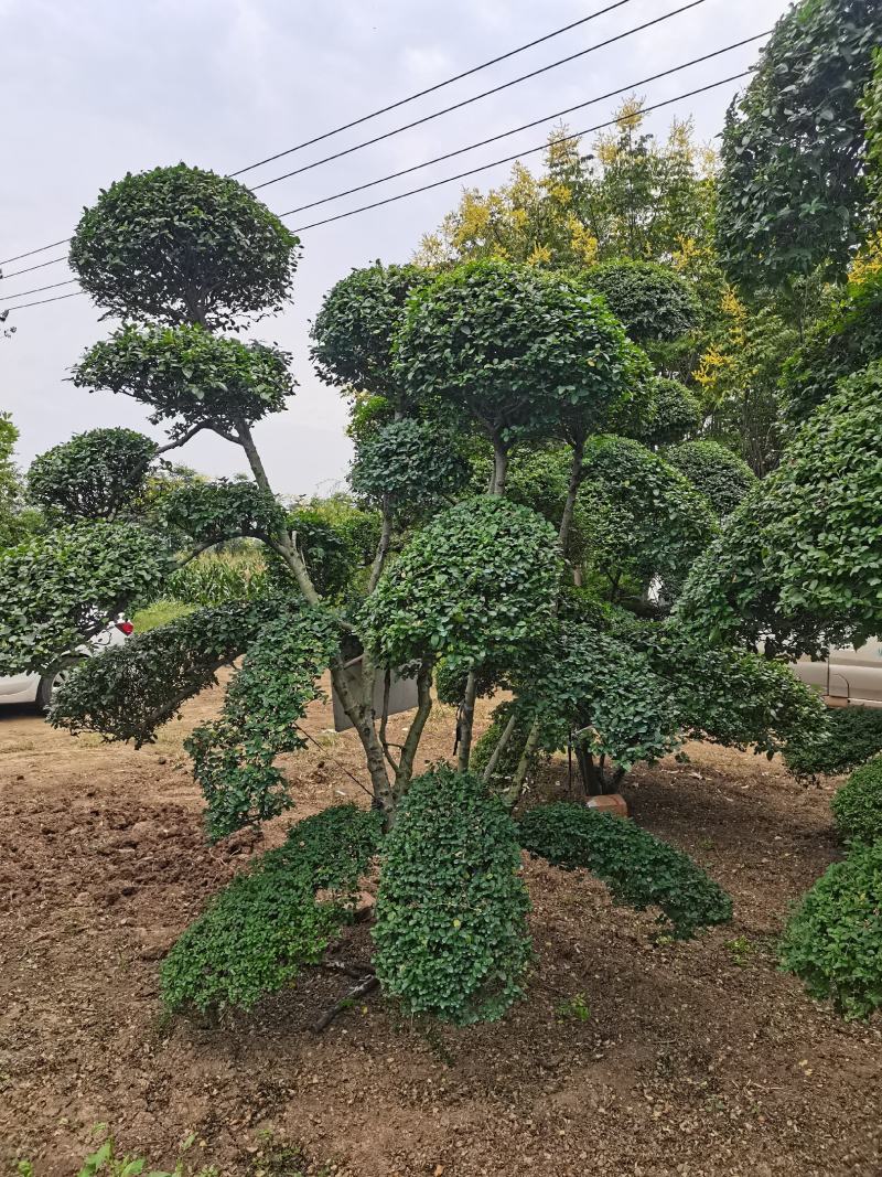 造型树小叶女贞造型树黑松造型树景观庭院绿化苗木