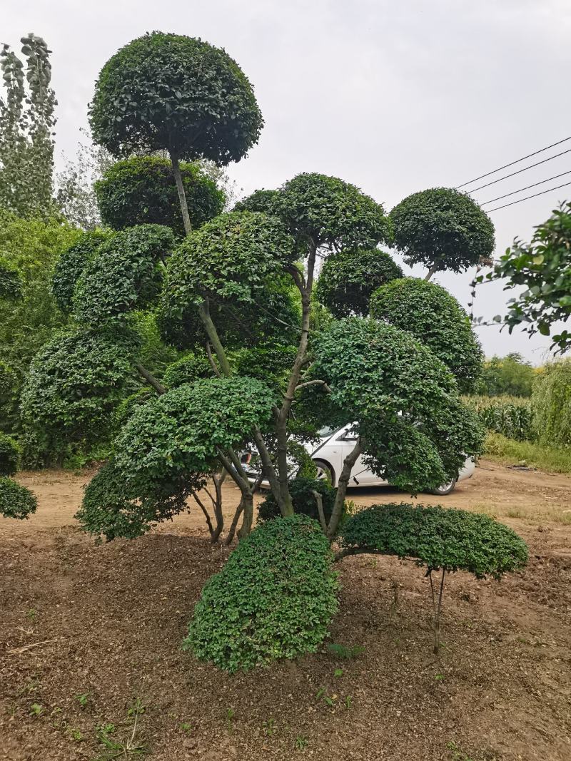造型树小叶女贞造型树黑松造型树景观庭院绿化苗木
