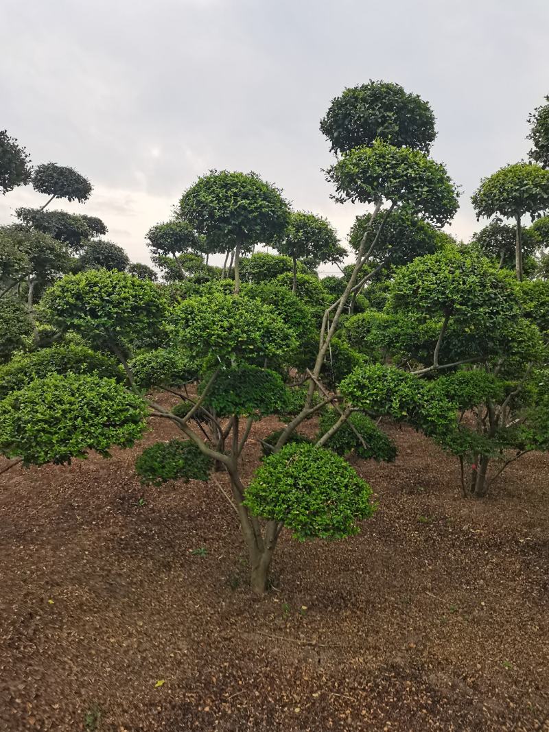 造型树小叶女贞造型树黑松造型树景观庭院绿化苗木