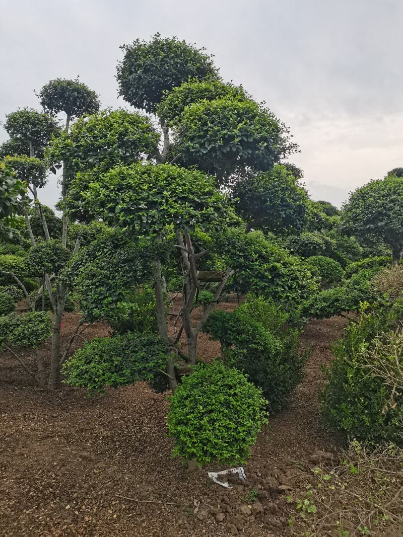 造型树小叶女贞造型树黑松造型树景观庭院绿化苗木