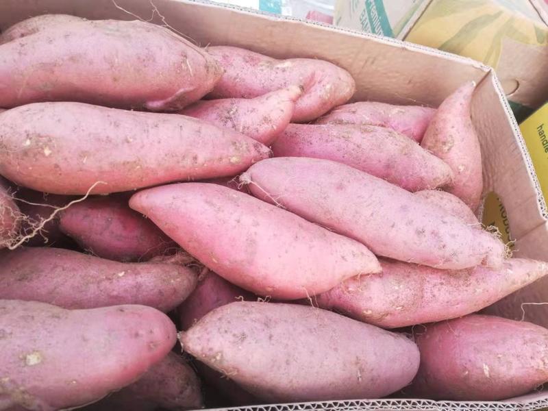 河北烟薯25蜜薯烤薯专用一手货源优选红薯软糯地瓜沙地红皮