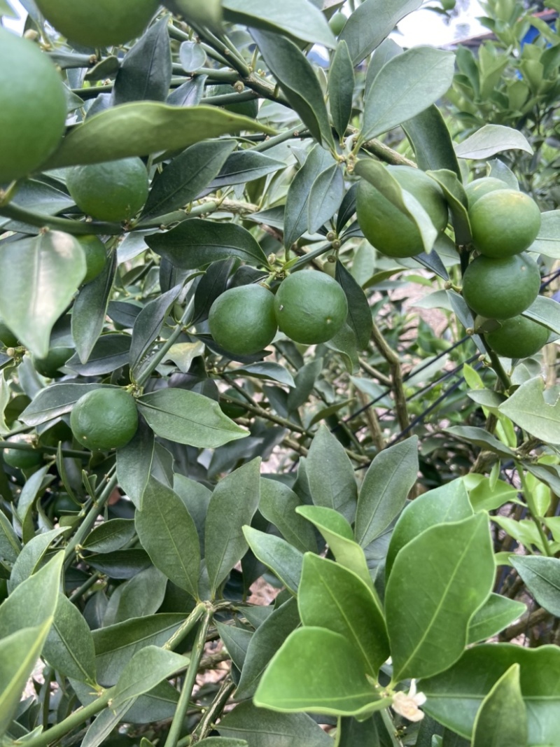 脆蜜金桔、细嫩香甜，甜度高