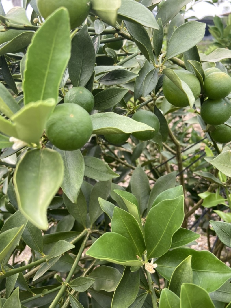 脆蜜金桔、细嫩香甜，甜度高