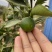 脆蜜金桔、细嫩香甜，甜度高
