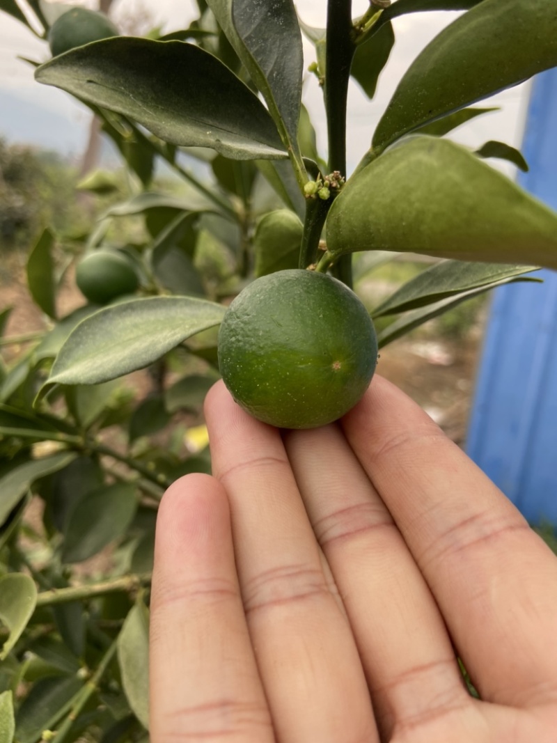 脆蜜金桔、细嫩香甜，甜度高