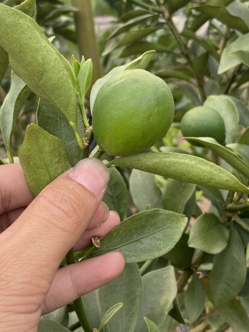 脆蜜金桔、细嫩香甜，甜度高
