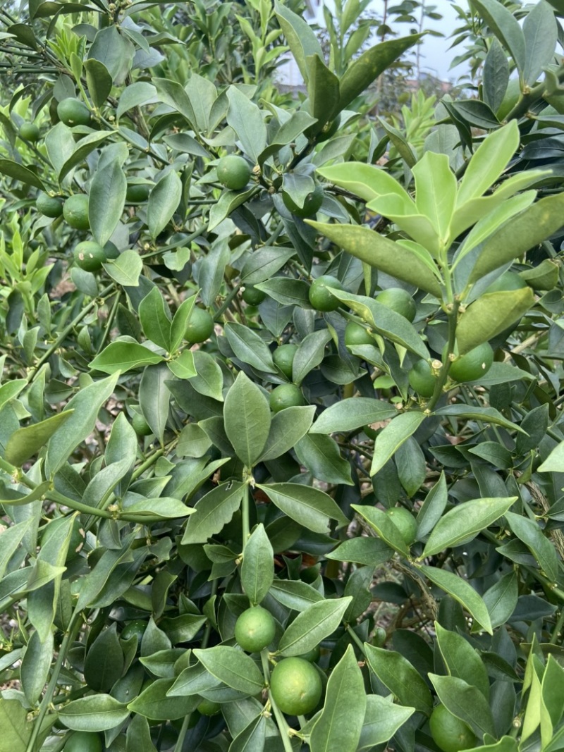 脆蜜金桔、细嫩香甜，甜度高