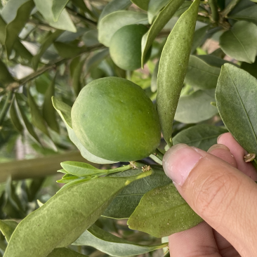 脆蜜金桔、细嫩香甜，甜度高