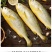 黄花鱼水饺馅高品质新鲜黄花鱼制作招代理承接代工