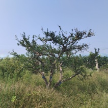 庭院造型石榴树，西安临潼，万亩石榴园，各种规格，石榴树