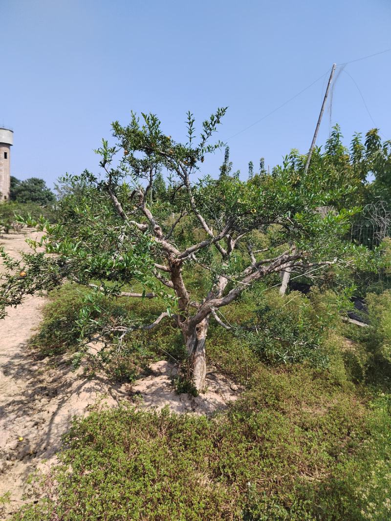 庭院造型石榴树，西安临潼，万亩石榴园，各种规格，石榴树