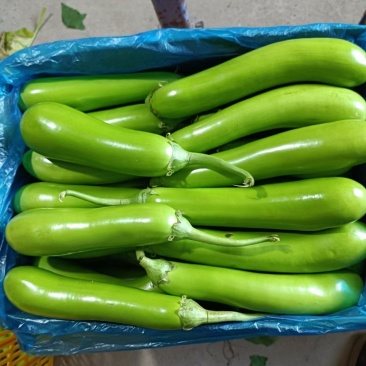 常年供应各种规格精品蔬菜