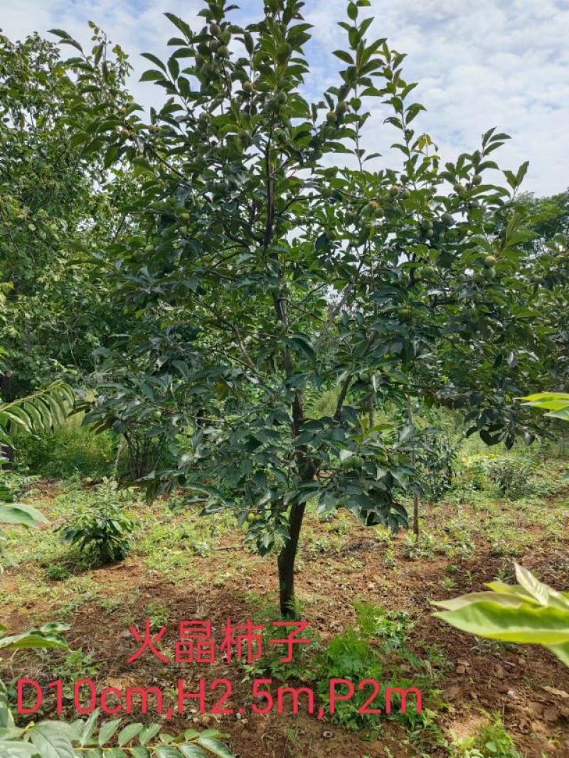 柿子树，陕西省西安市临潼区，临潼特产，火晶柿子树