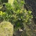 米兰花盆栽芳香浓郁四季常青植物室内阳台庭院绿植驱蚊虫