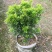 米兰花盆栽芳香浓郁四季常青植物室内阳台庭院绿植驱蚊虫