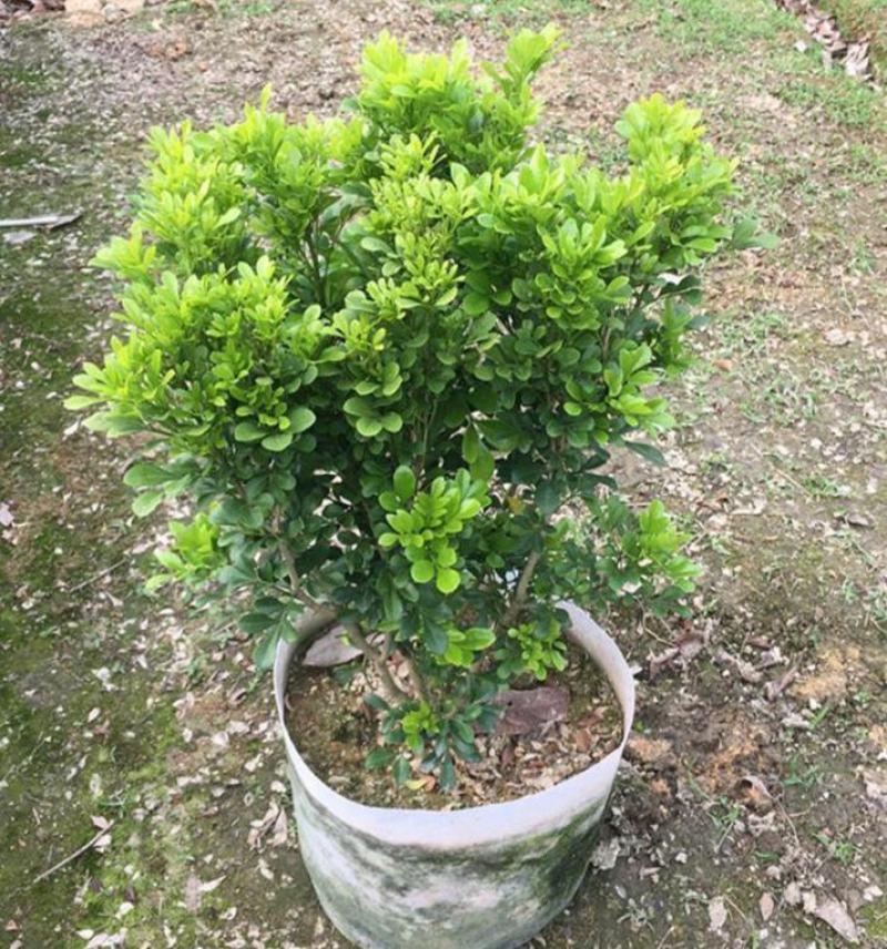 米兰花盆栽芳香浓郁四季常青植物室内阳台庭院绿植驱蚊虫