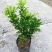 米兰花盆栽芳香浓郁四季常青植物室内阳台庭院绿植驱蚊虫