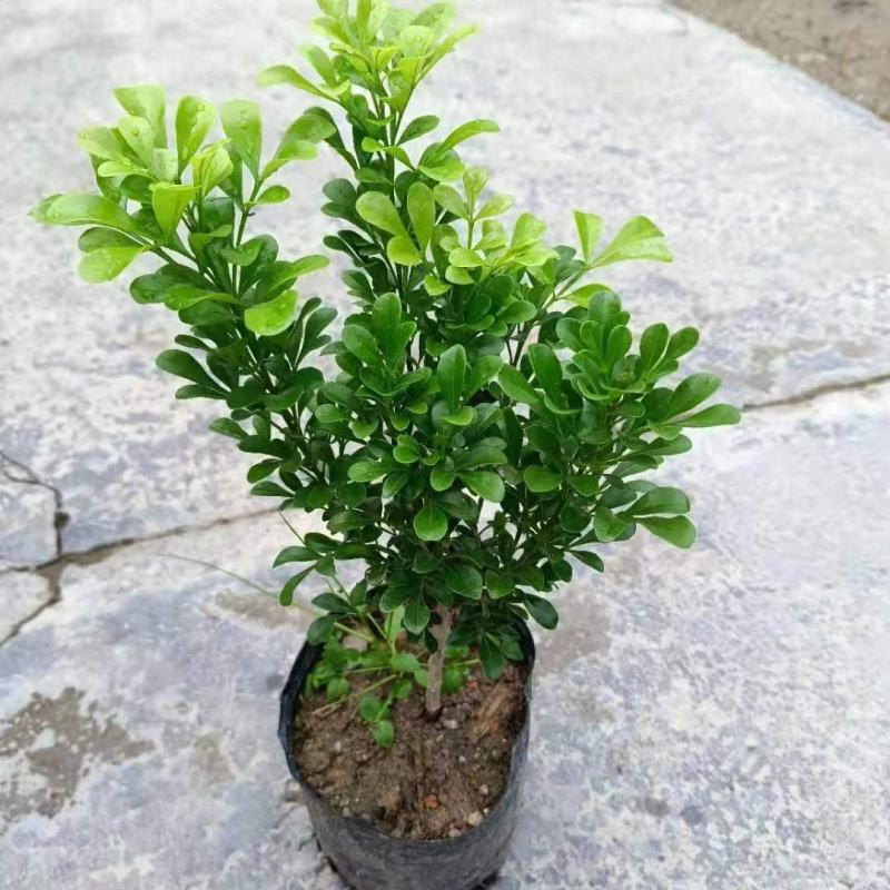 米兰花盆栽芳香浓郁四季常青植物室内阳台庭院绿植驱蚊虫