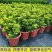 米兰花盆栽芳香浓郁四季常青植物室内阳台庭院绿植驱蚊虫
