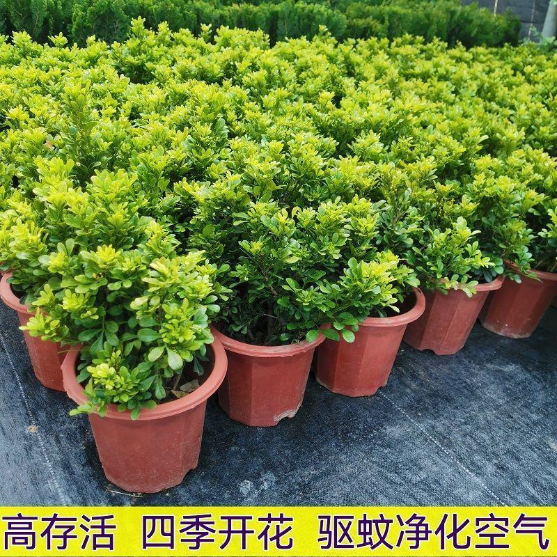 米兰花盆栽芳香浓郁四季常青植物室内阳台庭院绿植驱蚊虫