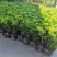 米兰花盆栽芳香浓郁四季常青植物室内阳台庭院绿植驱蚊虫