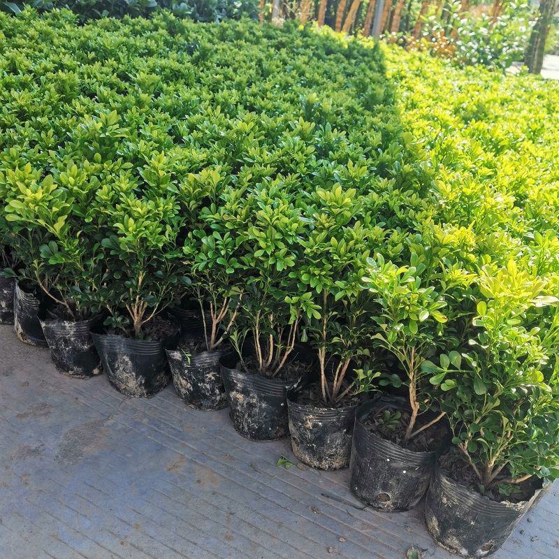 米兰花盆栽芳香浓郁四季常青植物室内阳台庭院绿植驱蚊虫