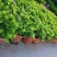 米兰花盆栽芳香浓郁四季常青植物室内阳台庭院绿植驱蚊虫
