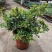 米兰花盆栽芳香浓郁四季常青植物室内阳台庭院绿植驱蚊虫