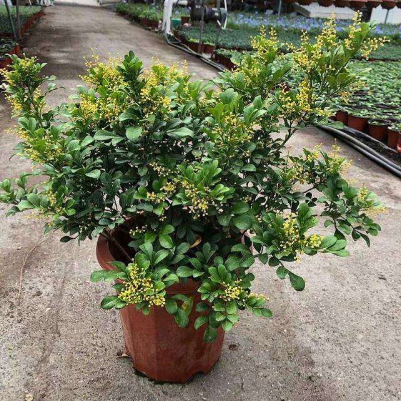 米兰花盆栽芳香浓郁四季常青植物室内阳台庭院绿植驱蚊虫