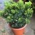 米兰花盆栽芳香浓郁四季常青植物室内阳台庭院绿植驱蚊虫