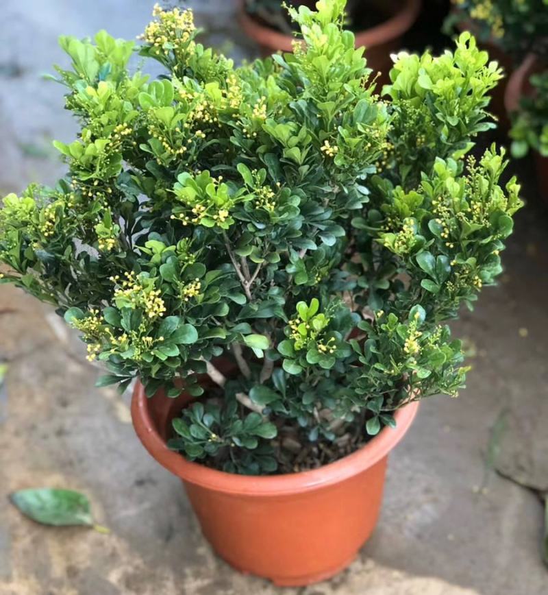 米兰花盆栽芳香浓郁四季常青植物室内阳台庭院绿植驱蚊虫