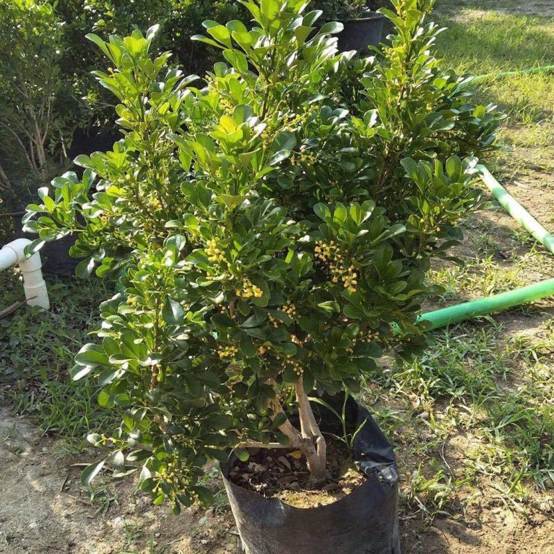 米兰花盆栽芳香浓郁四季常青植物室内阳台庭院绿植驱蚊虫