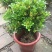 米兰花盆栽芳香浓郁四季常青植物室内阳台庭院绿植驱蚊虫