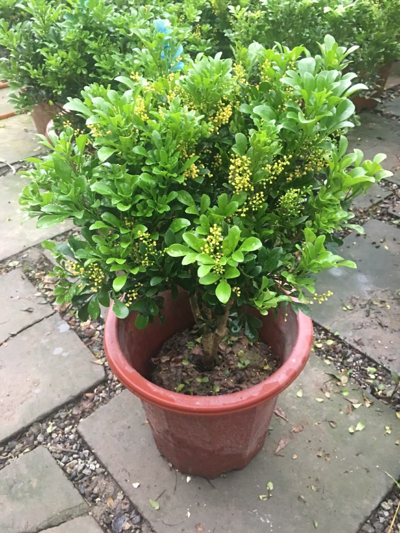 米兰花盆栽芳香浓郁四季常青植物室内阳台庭院绿植驱蚊虫