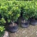 米兰花盆栽芳香浓郁四季常青植物室内阳台庭院绿植驱蚊虫