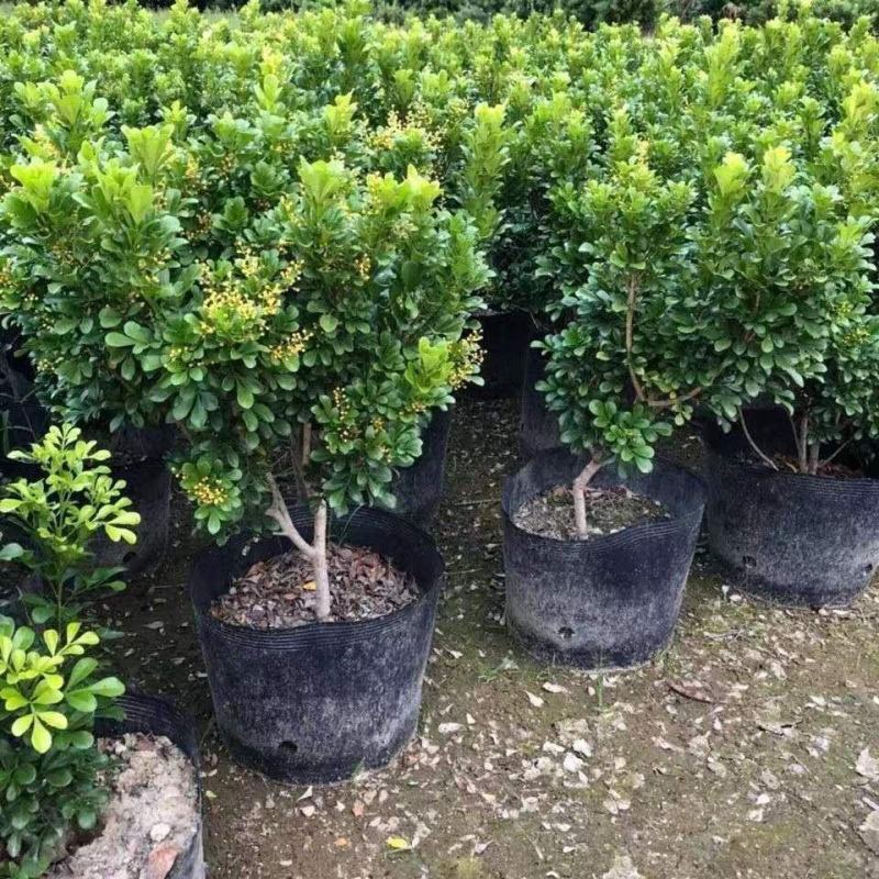 米兰花盆栽芳香浓郁四季常青植物室内阳台庭院绿植驱蚊虫