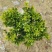 米兰花盆栽芳香浓郁四季常青植物室内阳台庭院绿植驱蚊虫