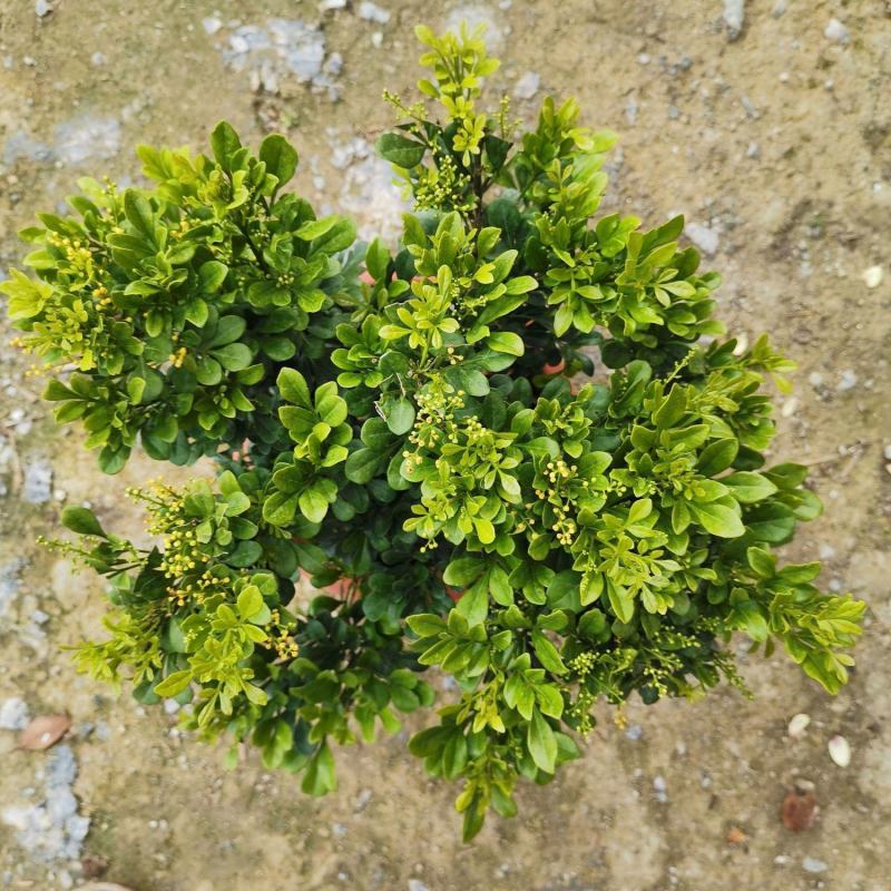 米兰花盆栽芳香浓郁四季常青植物室内阳台庭院绿植驱蚊虫