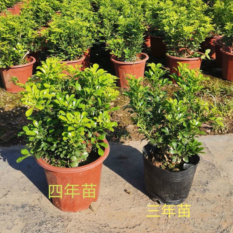 米兰花盆栽芳香浓郁四季常青植物室内阳台庭院绿植驱蚊虫