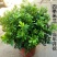 米兰花盆栽芳香浓郁四季常青植物室内阳台庭院绿植驱蚊虫