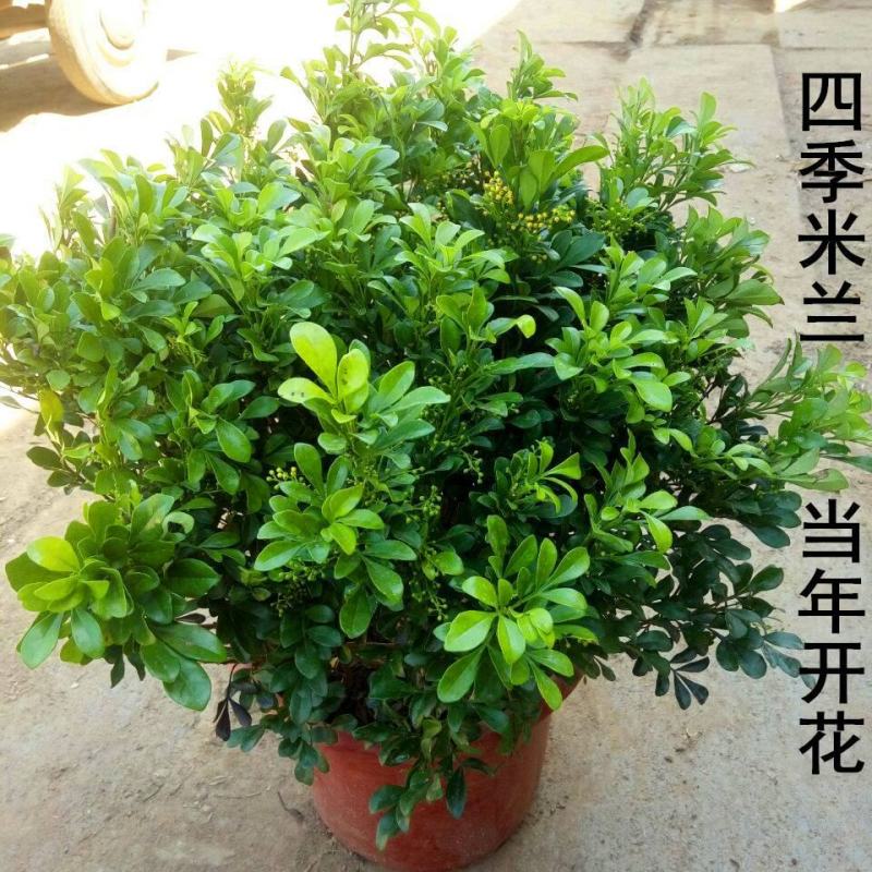 米兰花盆栽芳香浓郁四季常青植物室内阳台庭院绿植驱蚊虫