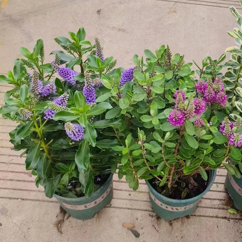 新西兰长阶花盆栽花苗阳台庭院耐热耐寒花卉多年生灌木常绿植