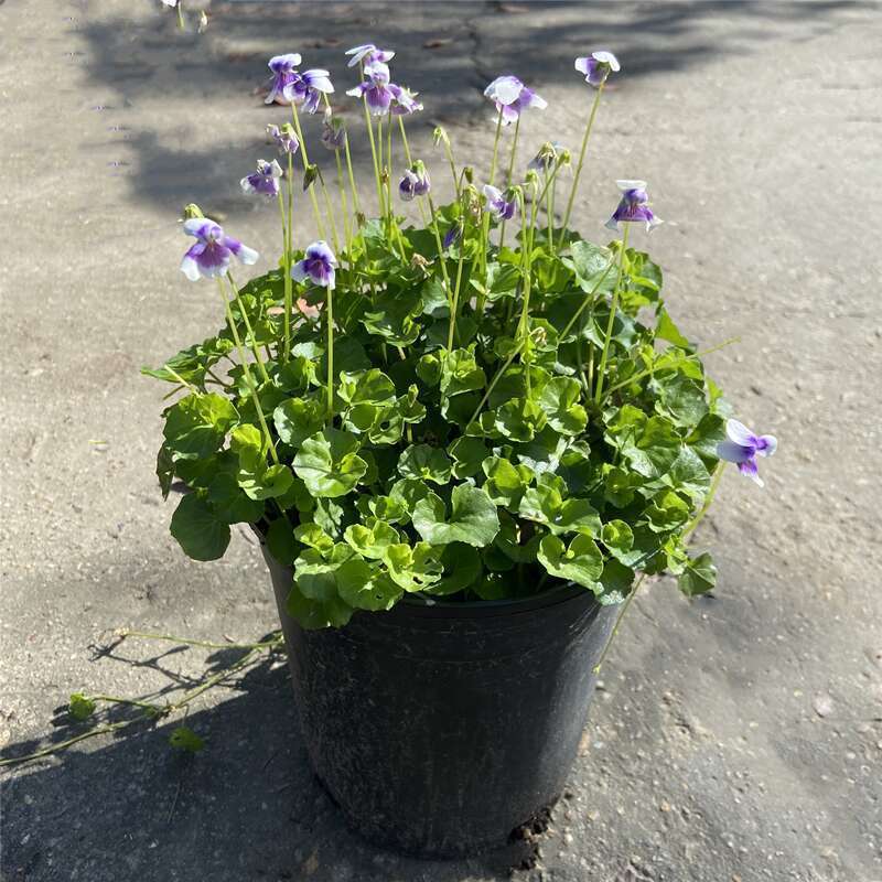 熊猫堇肾叶堇澳洲堇盆栽阳台花园耐寒耐冻植物净化空气多年生