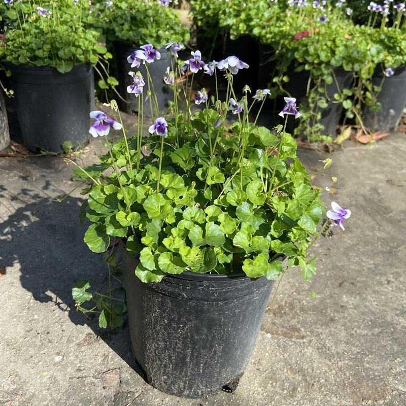 熊猫堇肾叶堇澳洲堇盆栽阳台花园耐寒耐冻植物净化空气多年生