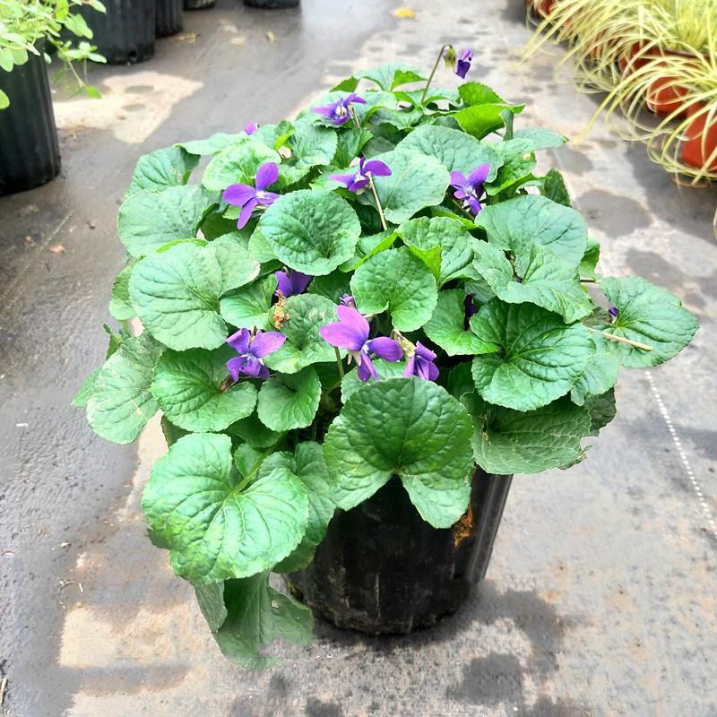 熊猫堇肾叶堇澳洲堇盆栽阳台花园耐寒耐冻植物净化空气多年生