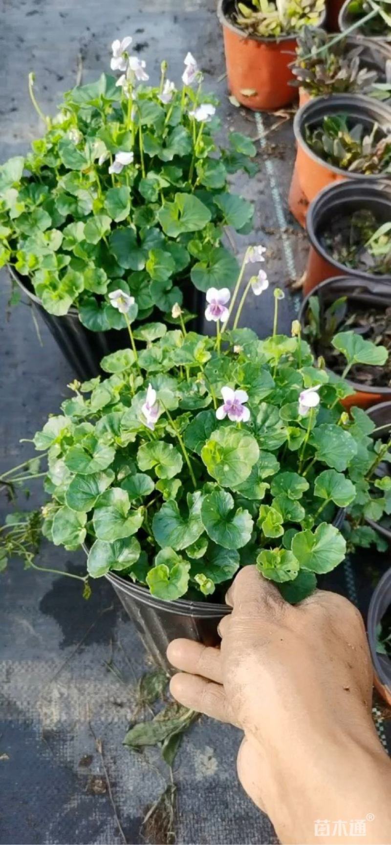 熊猫堇肾叶堇澳洲堇盆栽阳台花园耐寒耐冻植物净化空气多年生