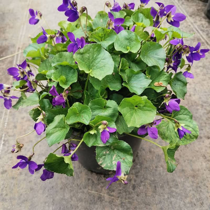 熊猫堇肾叶堇澳洲堇盆栽阳台花园耐寒耐冻植物净化空气多年生