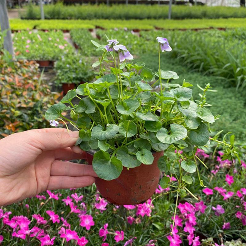 熊猫堇肾叶堇澳洲堇盆栽阳台花园耐寒耐冻植物净化空气多年生